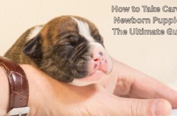 Newborn puppy peacefully resting on a person’s hand — a perfect moment showing how to take care of newborn puppies with love and care.