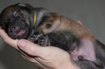 This image has an empty alt attribute; its file name is how-to-care-for-puppies-after-birth-2025.jpg-1024x536.jpg
